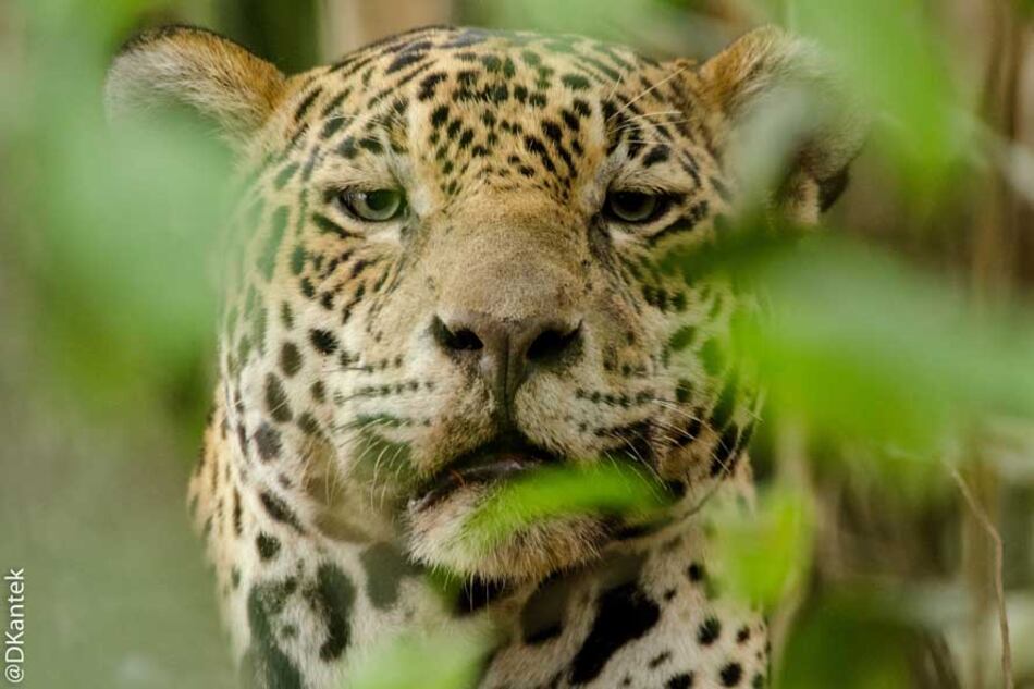 El yaguareté es el principal depredador del continente americano.