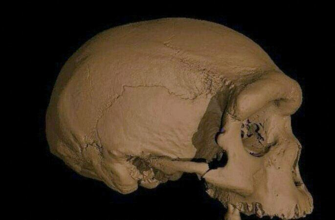 El cráneo fue encontrado en los años 30. 