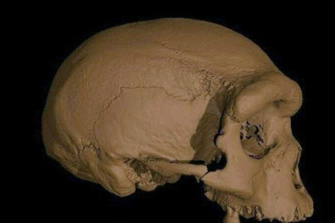 El cráneo fue encontrado en los años 30.