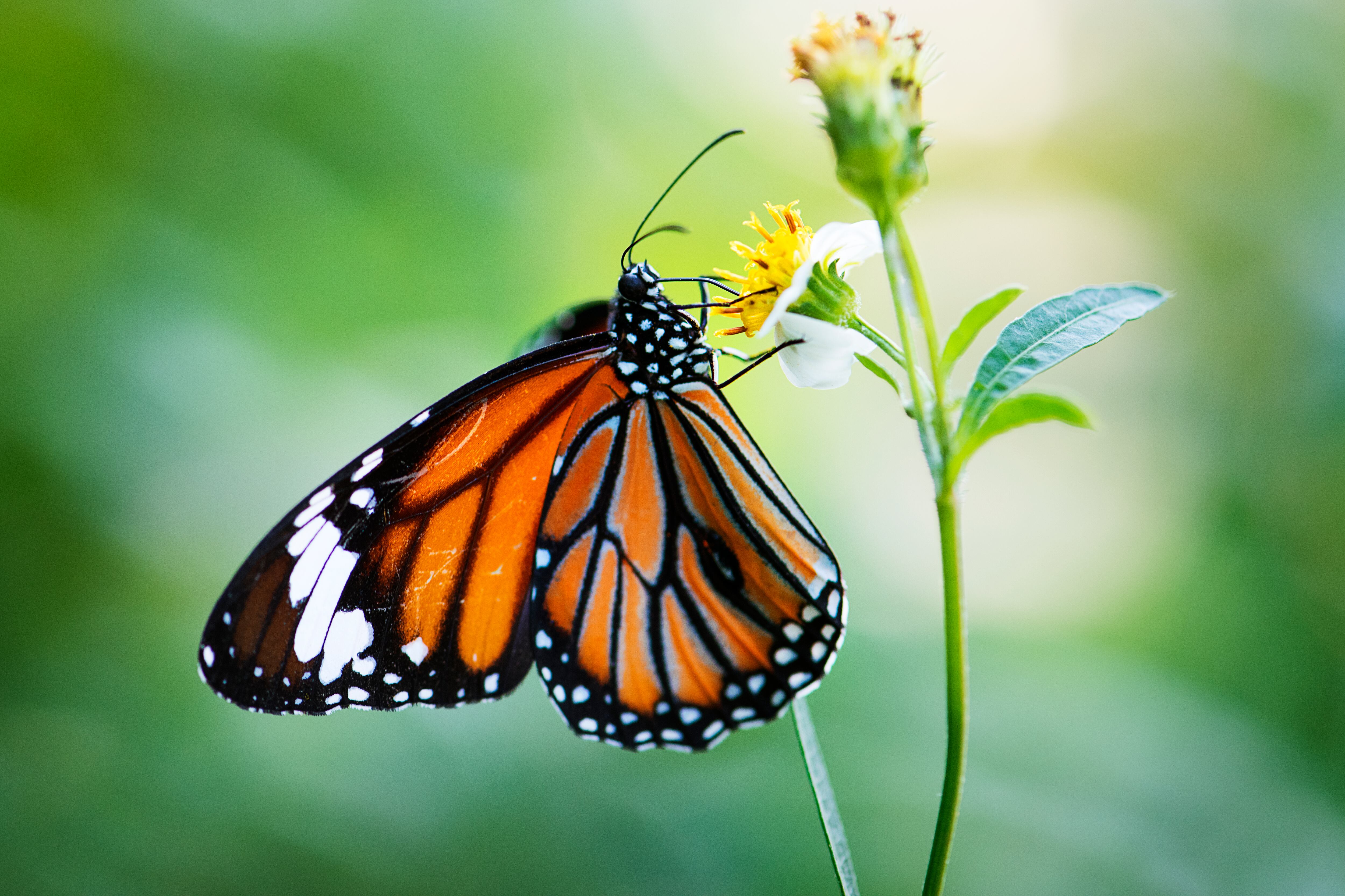 Los pesticidas utilizados en la agricultura intensiva matan a las mariposas monarca y al algodoncillo, la planta huésped de la que se alimentan las larvas.