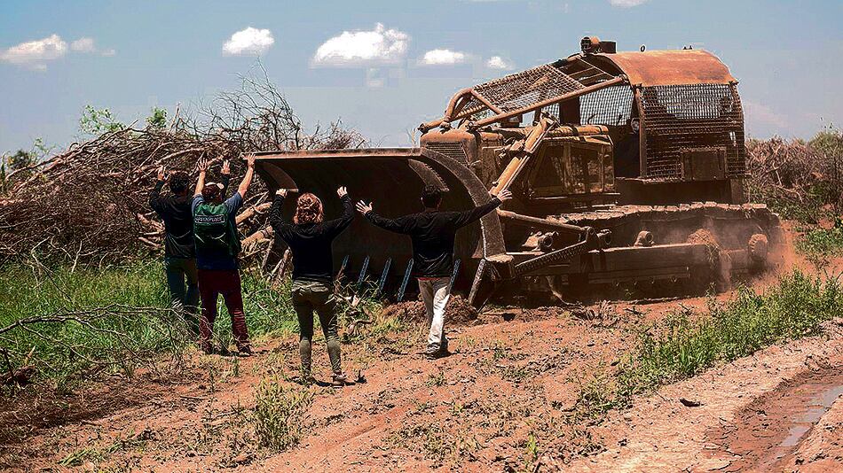 Greenpeace había accionado con cadenas para frenar los desmontes en la finca Cuchuy.