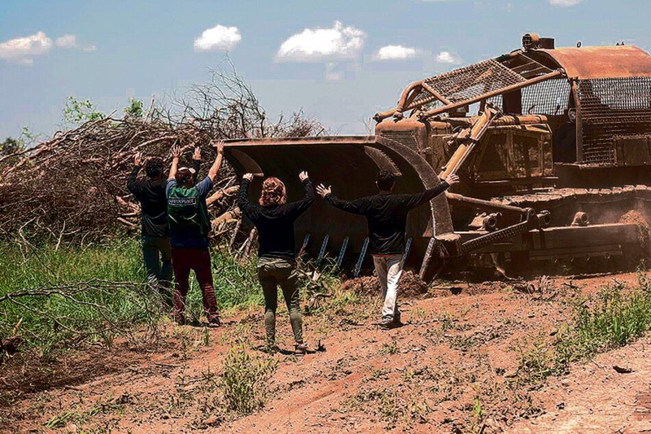 Greenpeace había accionado con cadenas para frenar los desmontes en la finca Cuchuy.