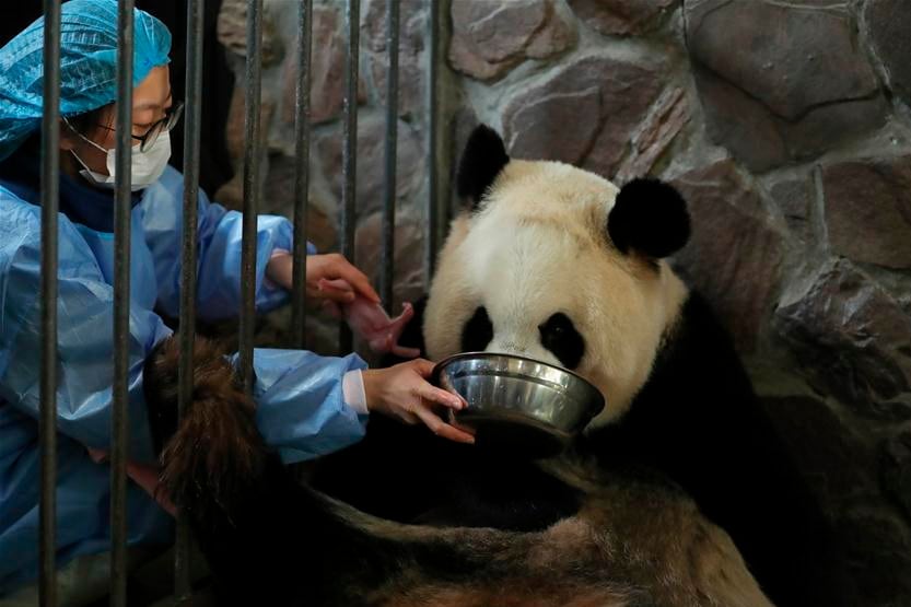 Una osa panda dio a luz a cachorros mellizos en un zoológico de Japón.