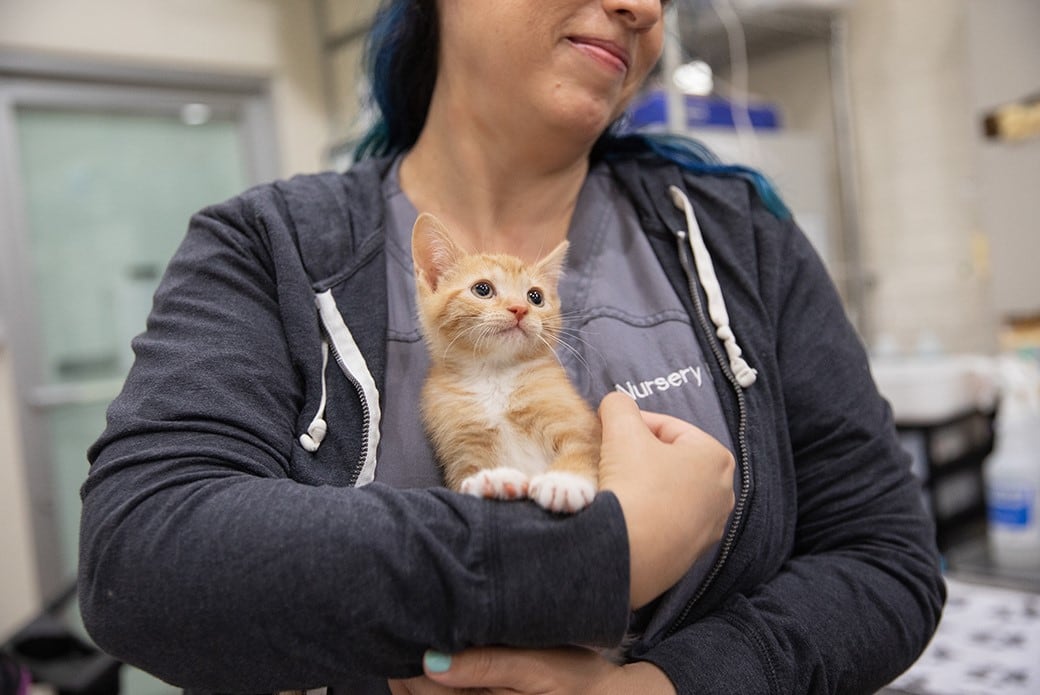La compra de cachorros de perros, gatos y conejos estará permitida directamente a los criadores, para que los potenciales compradores comprueben en persona el origen y la condición de los animales. Foto: Aspca.
