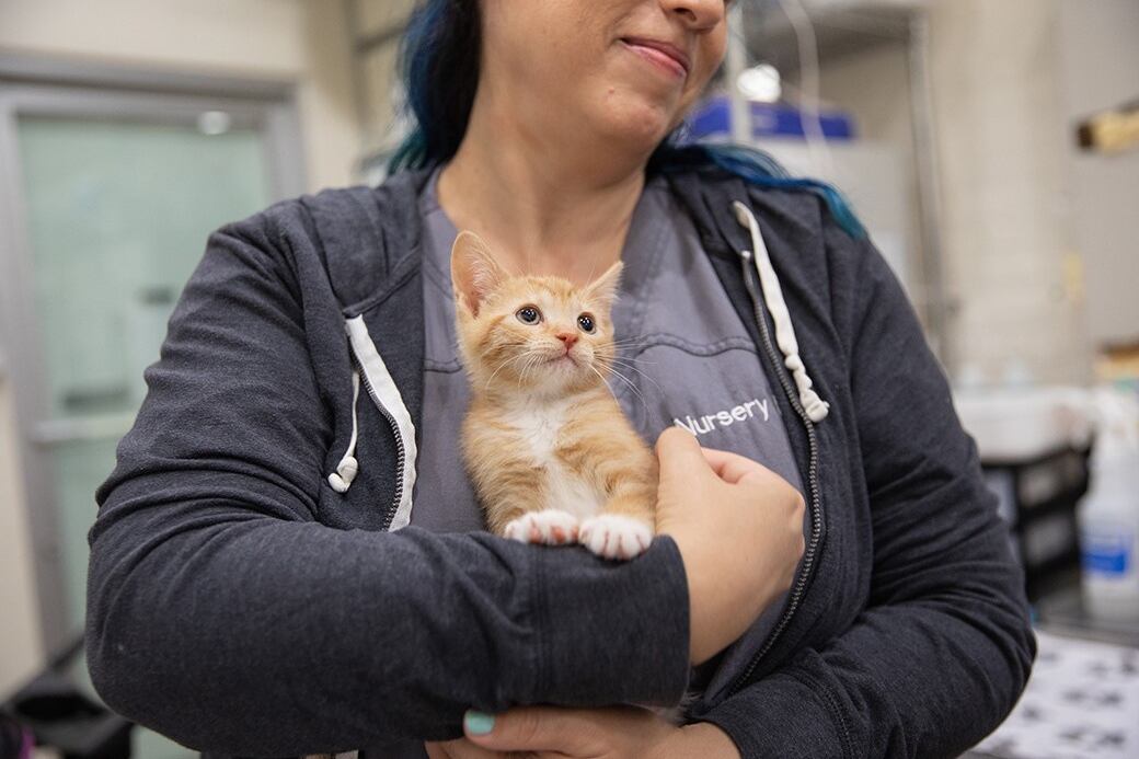 La compra de cachorros de perros, gatos y conejos estará permitida directamente a los criadores, para que los potenciales compradores comprueben en persona el origen y la condición de los animales. Foto: Aspca.