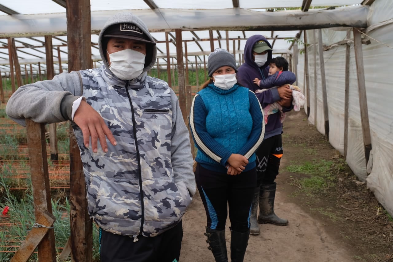 Todavía hay más de 300 trabajadores golondrina en seis provincias del país que esperan autorizaciones para viajar a sus hogares. 
