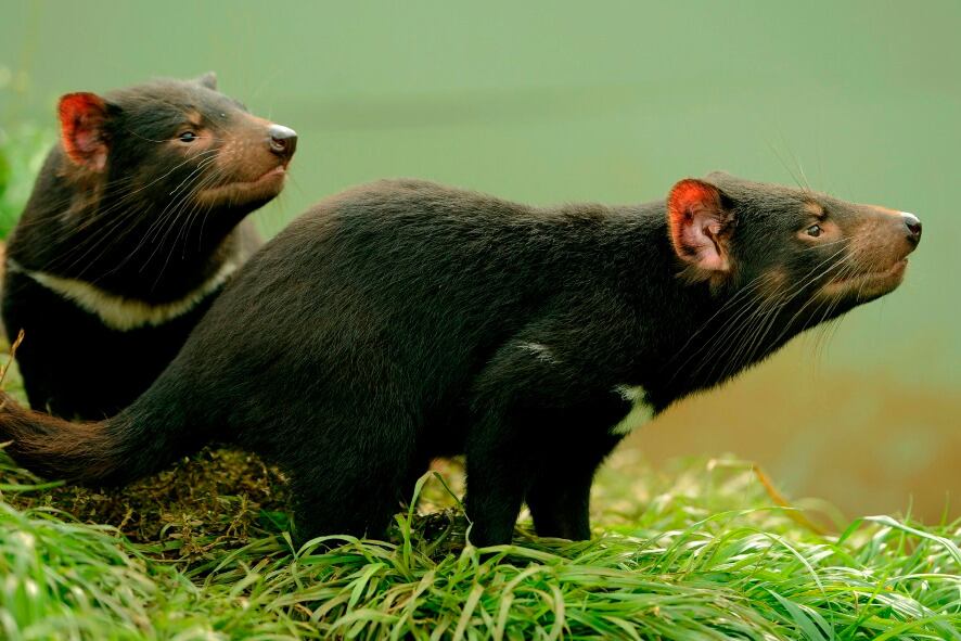 El demonio de Tasmania había desaparecido en Australia continental hace 3 mil años.