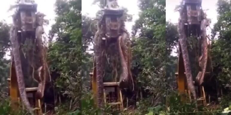 La impresionante serpiente, de 449 kilos y más de 10 metros de largo, asustó a los empleados mientras recorrían el predio para comenzar con sus tareas diarias. 