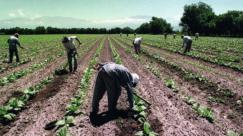 El Gobierno dispuso el pago de un bono adicional de $26 mil para los trabajadores rurales. Foto: Télam
