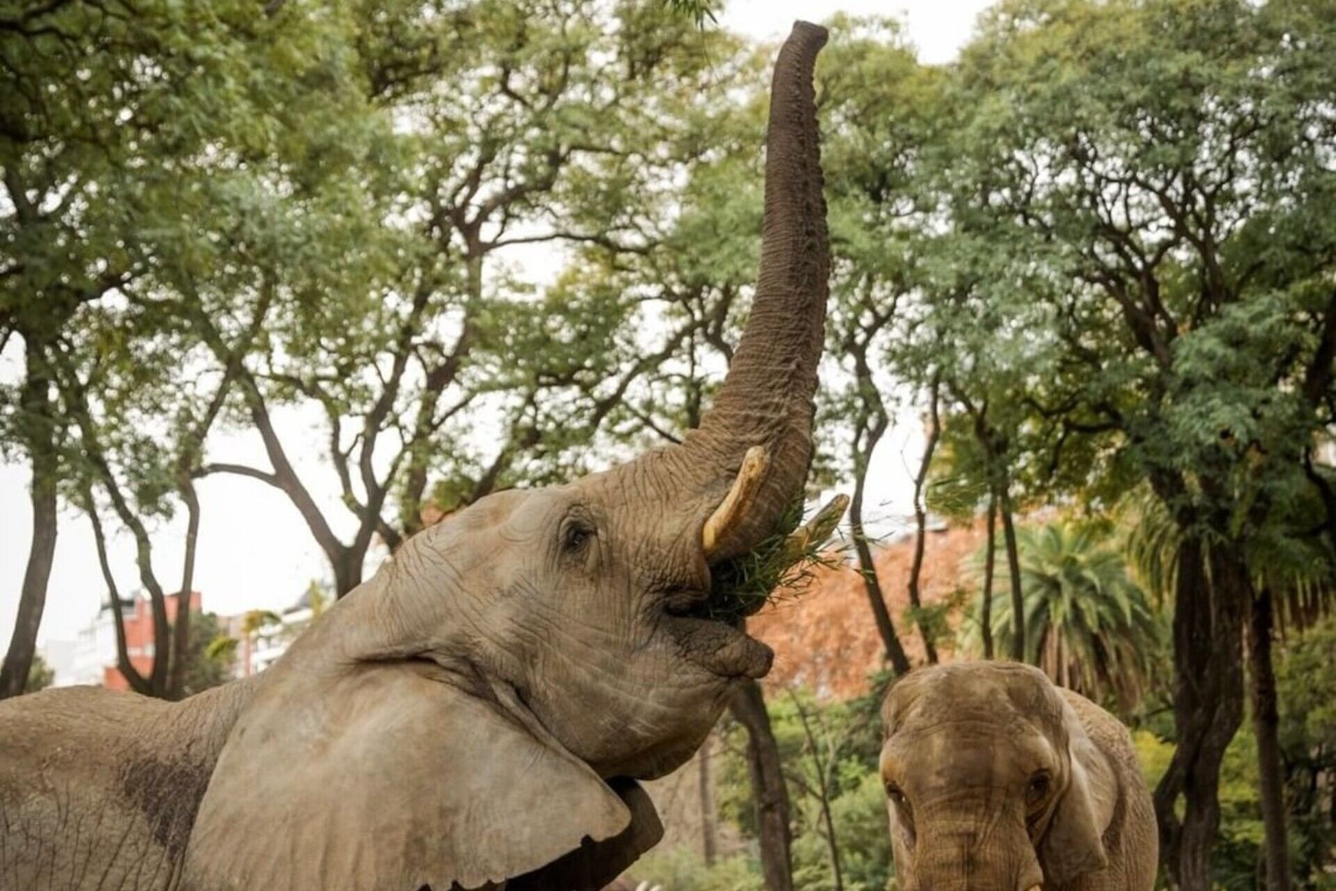 Kuky vivió 31 años en este refugio, junto a su compañera Pupy.