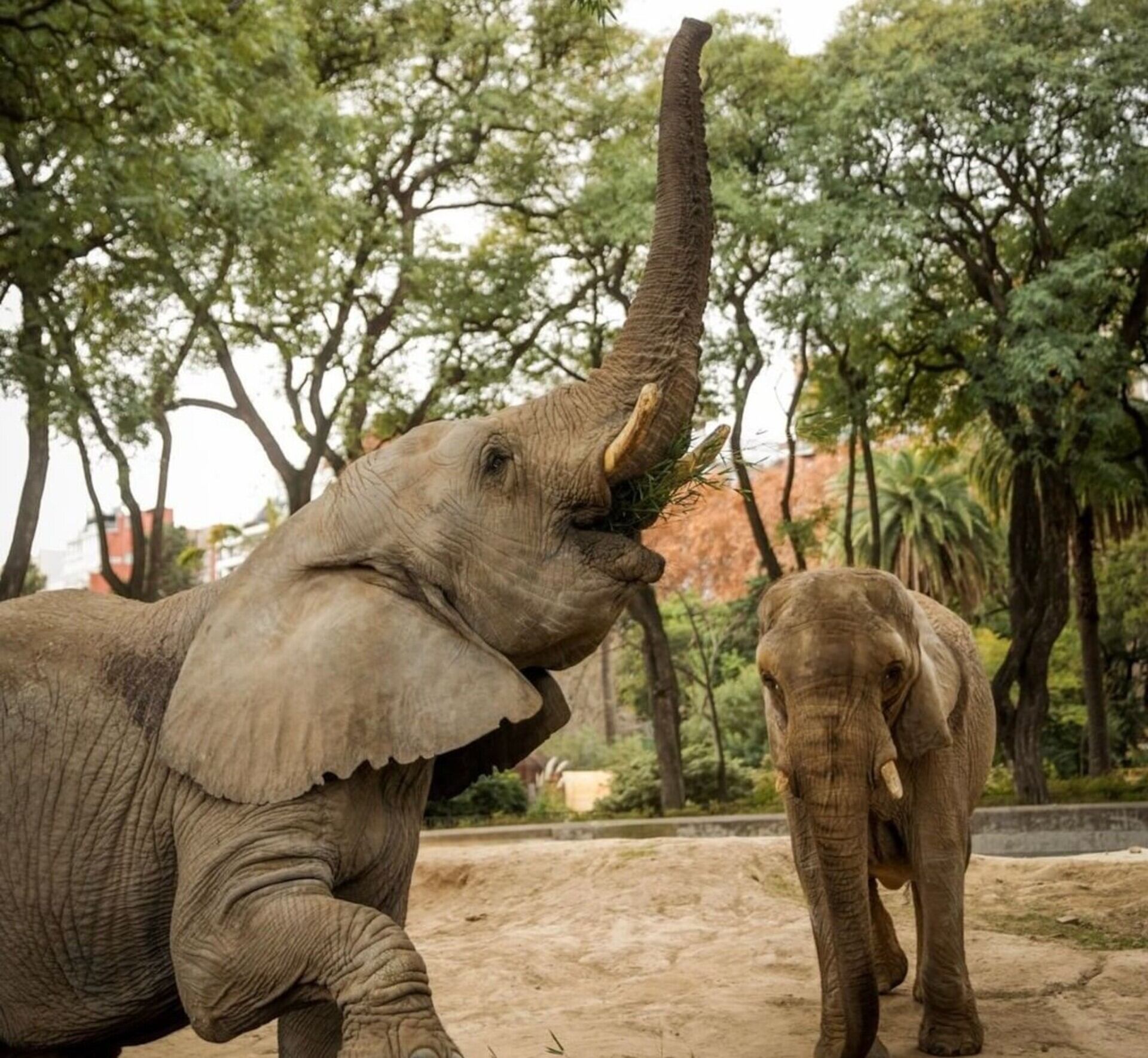 Kuky vivió 31 años en este refugio, junto a su compañera Pupy.