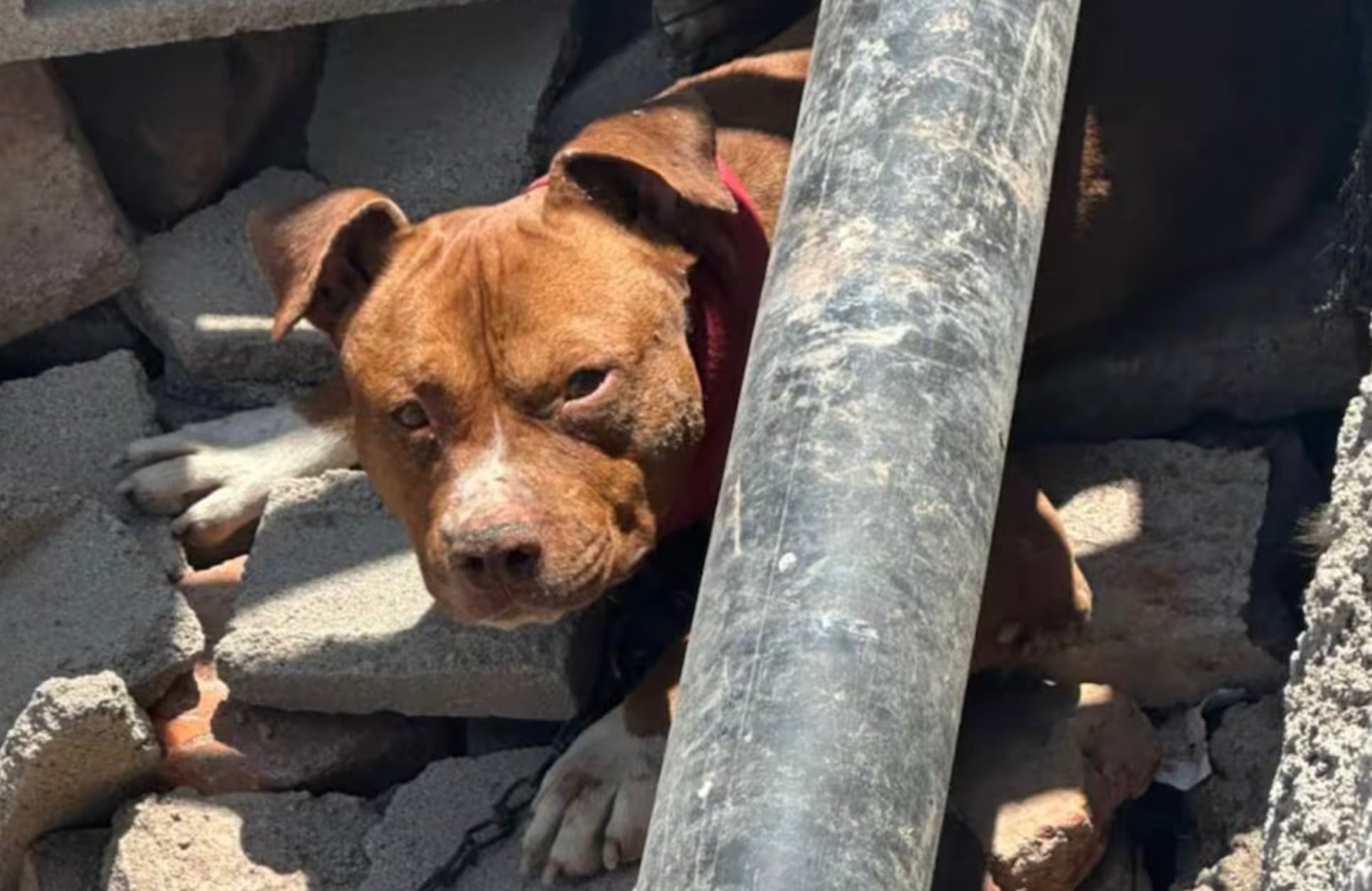 Según medios locales, los familiares de las víctimas le dijeron a la Policía que el perro había sido llevado al mencionado domicilio por "otro familiar"