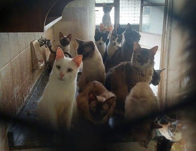 Los 51 gatos encontrados serán reubicados en diferentes hogares de tránsito. Foto: Ministerio Público Fiscal