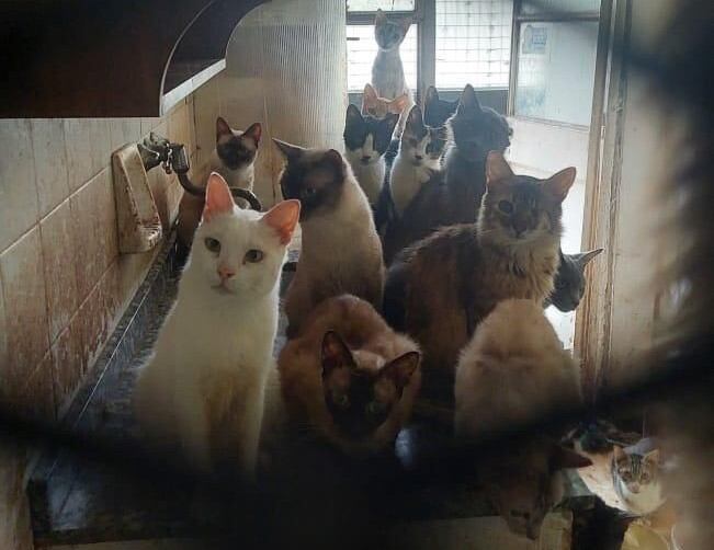 Los 51 gatos encontrados serán reubicados en diferentes hogares de tránsito. Foto: Ministerio Público Fiscal