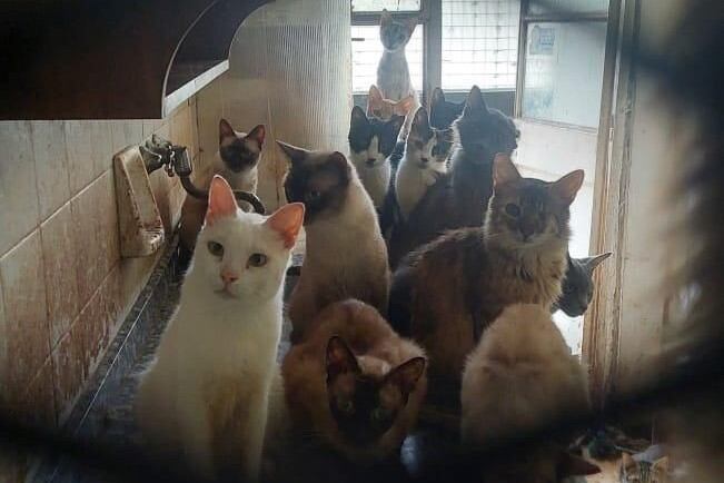 Los 51 gatos encontrados serán reubicados en diferentes hogares de tránsito. Foto: Ministerio Público Fiscal