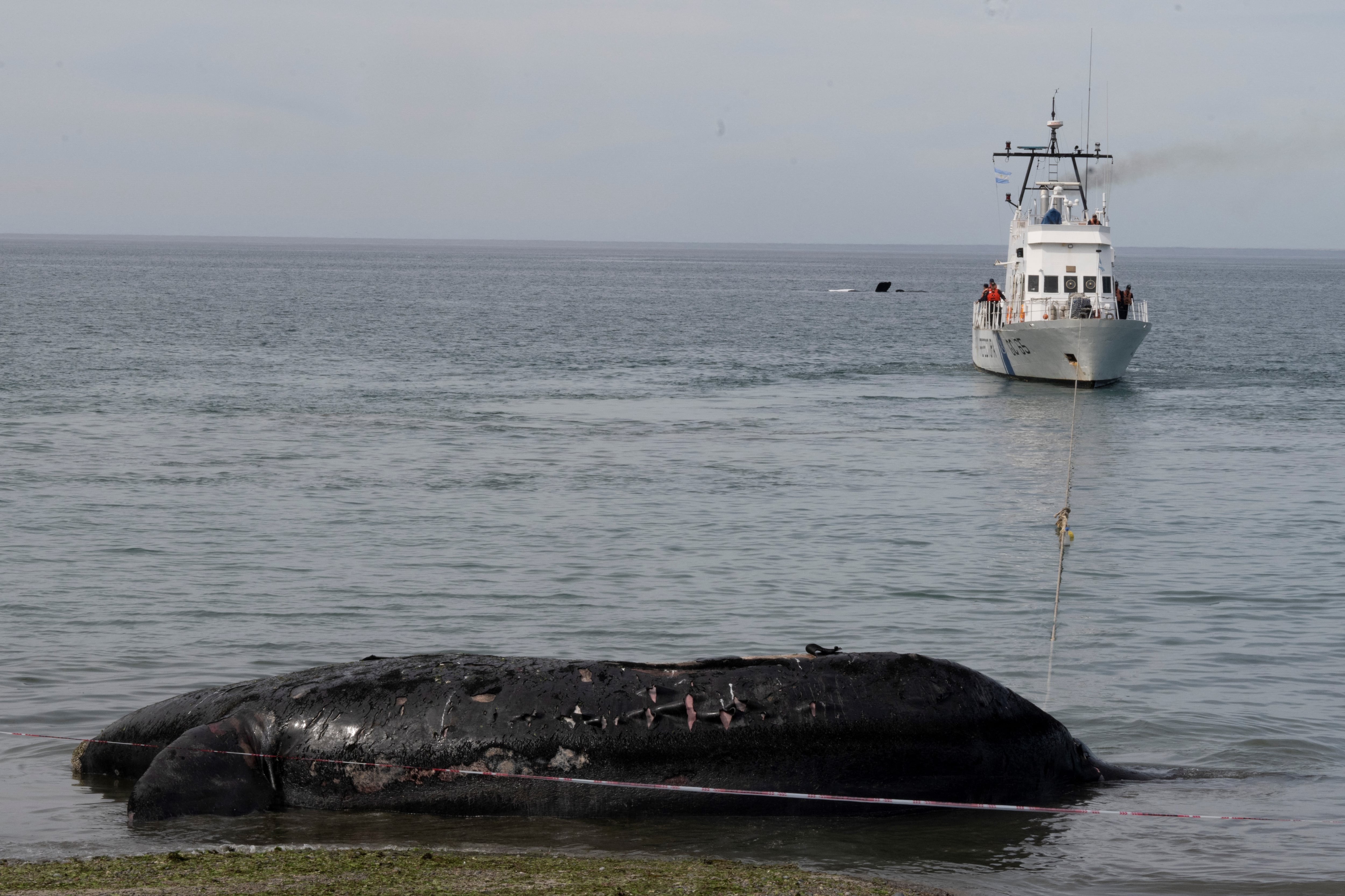 Los expertos del Programa de Monitoreo Sanitario Ballena Franca Austral han estado trabajado en las necropsias y toma de muestras. (Foto: Télam)