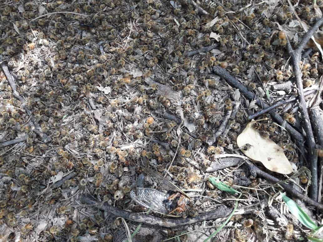 Cómo encontró Adelaida a las abejas