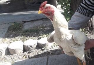 Uno de los gallos secuestrados en Rosario de Lerma 