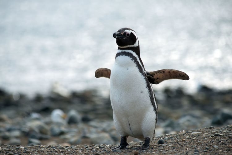 El Pingüino de Magallanes, la especie que quieren preservar en la provincia más austral del país.