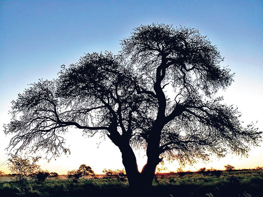 Un caldén, especie existente en la provincia de Buenos Aires, ahora en peligro.