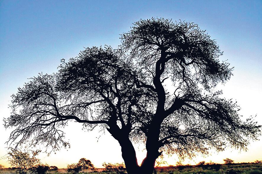 Un caldén, especie existente en la provincia de Buenos Aires, ahora en peligro.