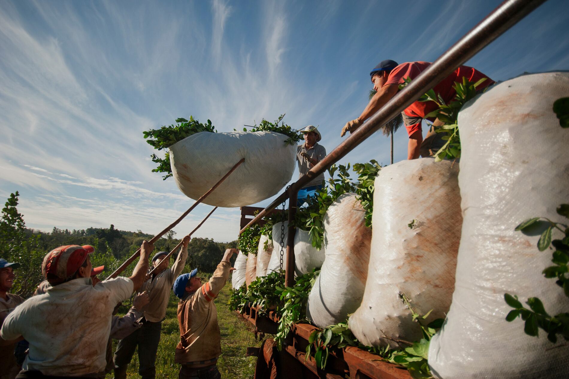 La producción de yerba mate estaba en peligro.