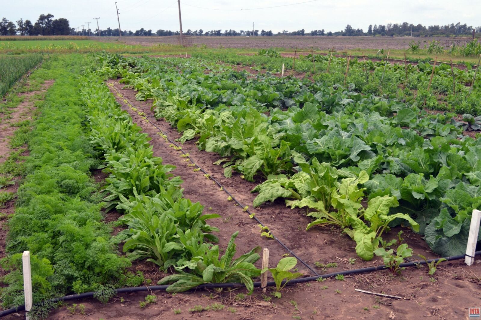 La producción frutihortícola del cinturón platense fue afectada por un fuerte temporal.