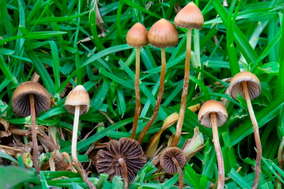 Drogas piscodélicas y salud mental.