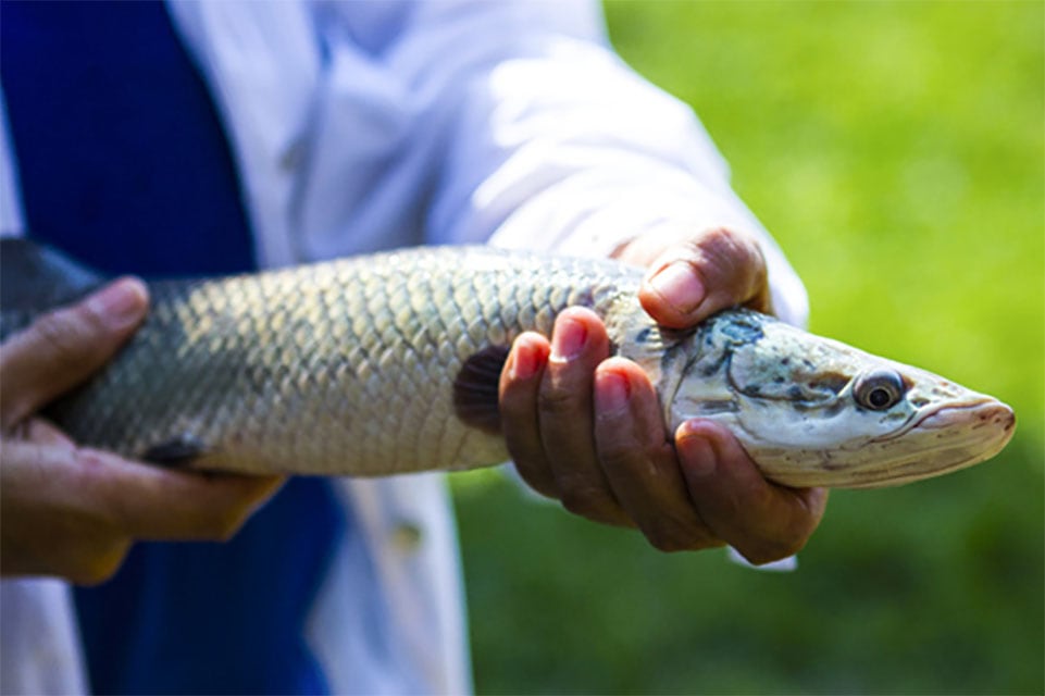 La veda excluye la pesca artesanal y el consumo interno.
