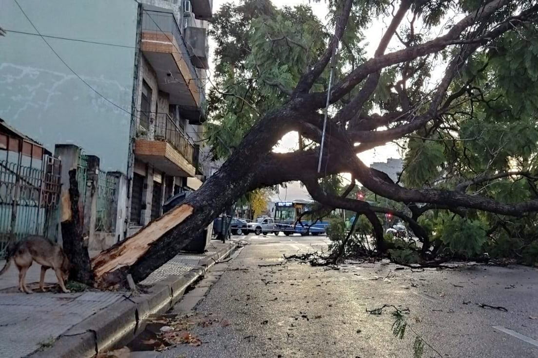 Caída de árbol en Villa Luro en las calles Juan B Justo y Lope de Vega.