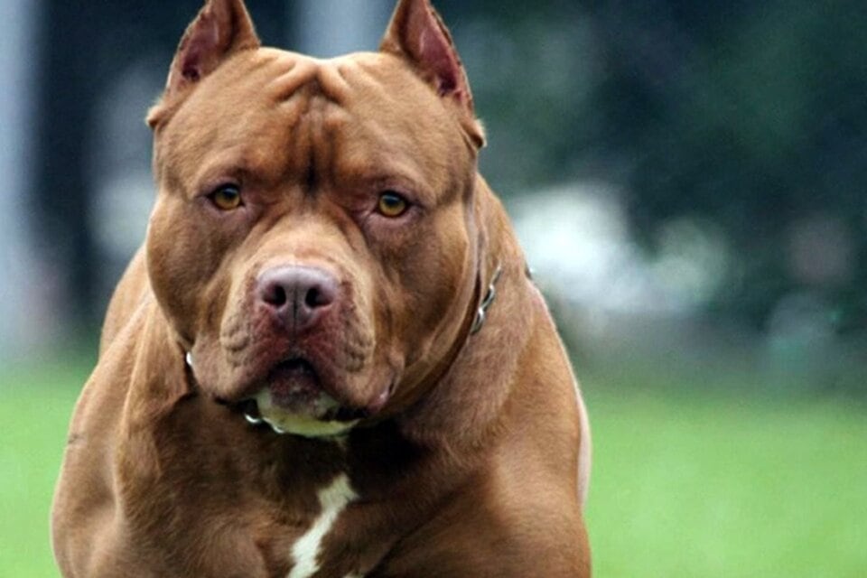 Los pitubulls son una raza "potencialmente peligrosas" aunque los especialistas sostienen que exiten mútiples factores para que un perro sea violento.