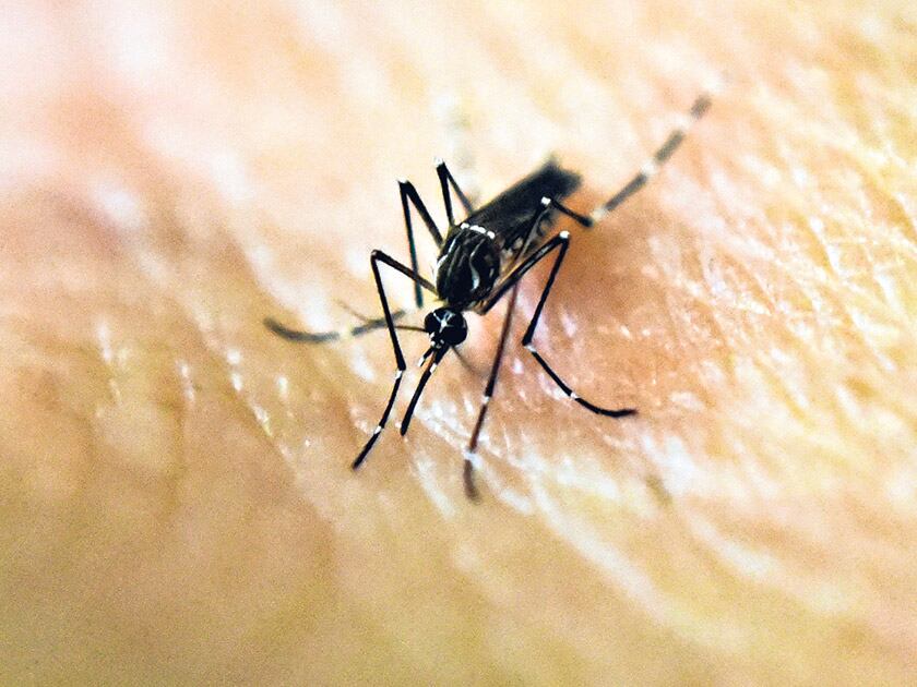 La cruza de mosquitos autóctonos con los del subtipo africano produjo insectos más invasivos.