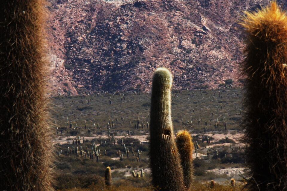 Parque Nacional Los Cardones (Foto: Analía Brizuela)