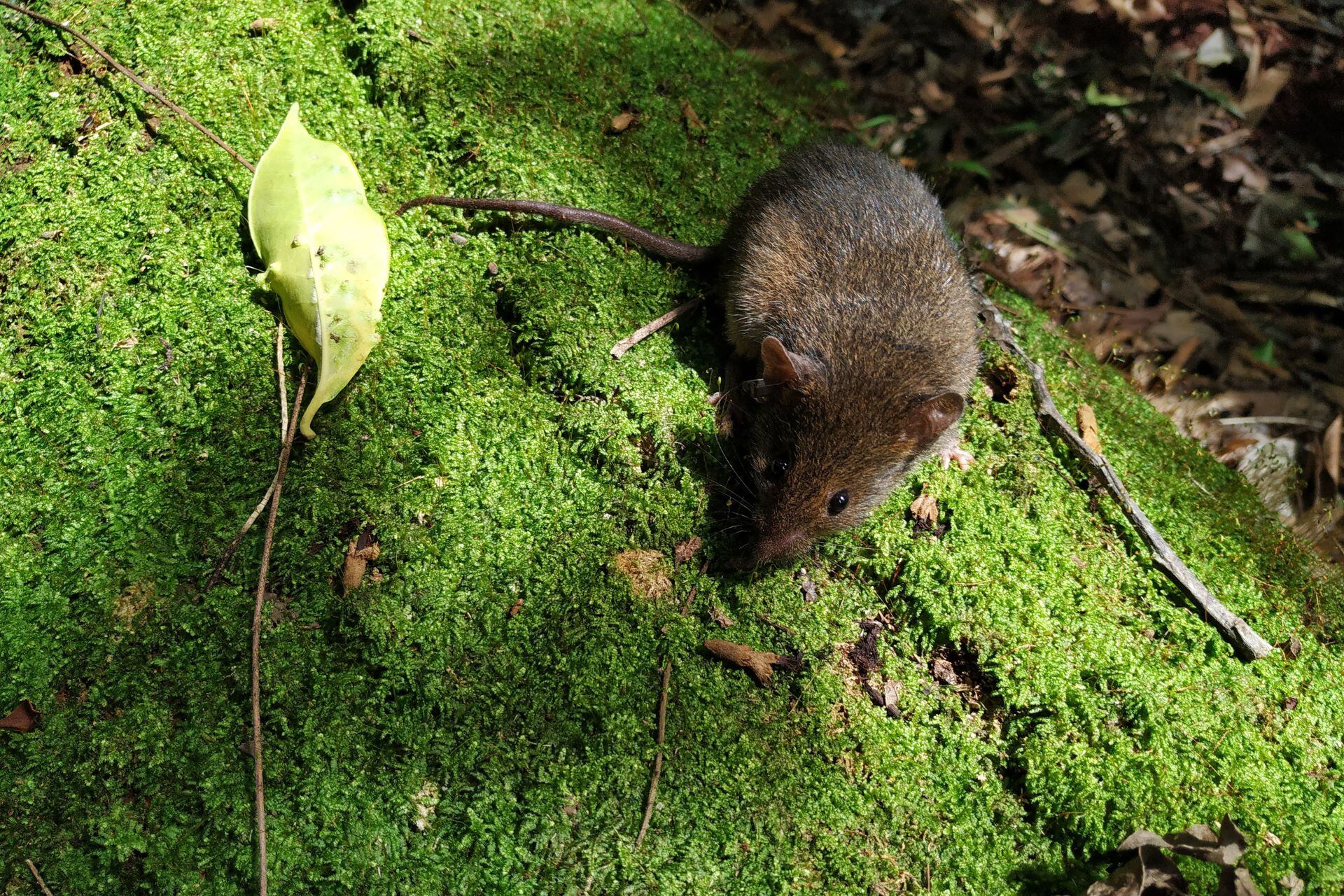 Alerta en Neuquén por un caso sospechoso de hantavirus.
