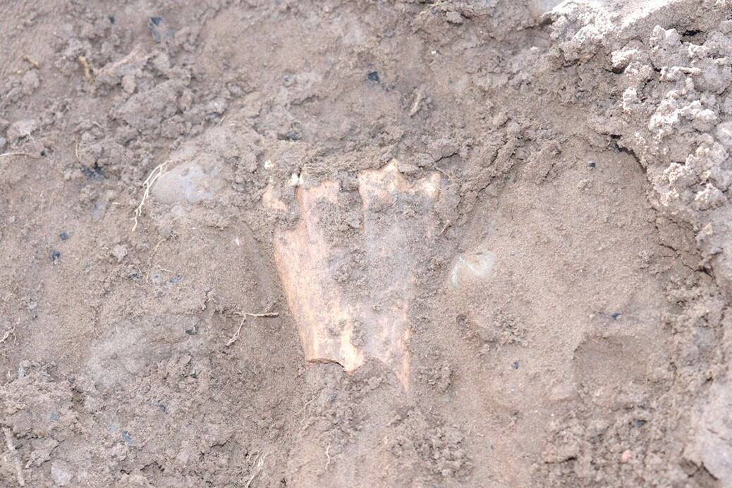 El hallazgo fue en un área protegida desde 2008. (Foto: Gobierno Neuquén)