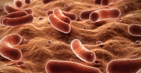 Las bacterias espejo son versiones modificadas de bacterias normales, creadas mediante técnicas de biología sintética. 