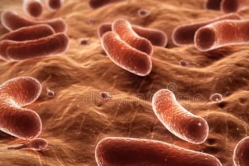 Las bacterias espejo son versiones modificadas de bacterias normales, creadas mediante técnicas de biología sintética.