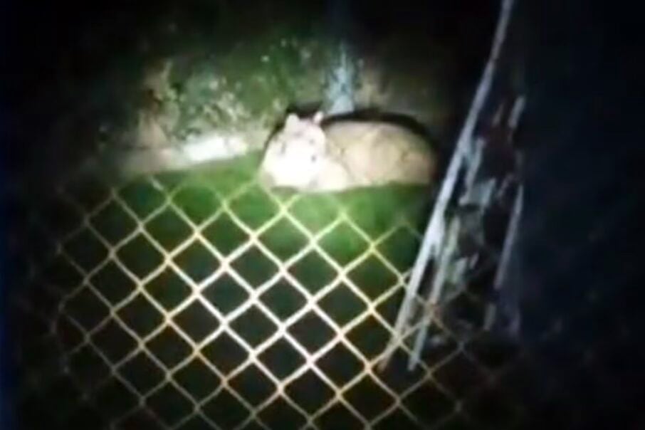 Moreno en alerta por un puma.