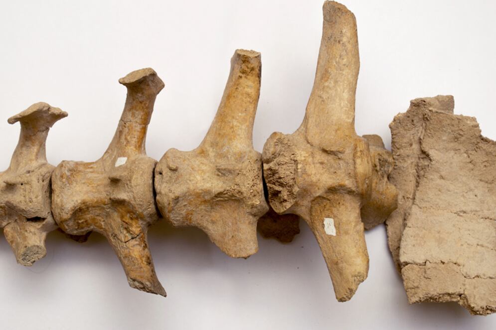 Los científicos observaron que el gliptodonte tenía cortes hechos por manos humanas.