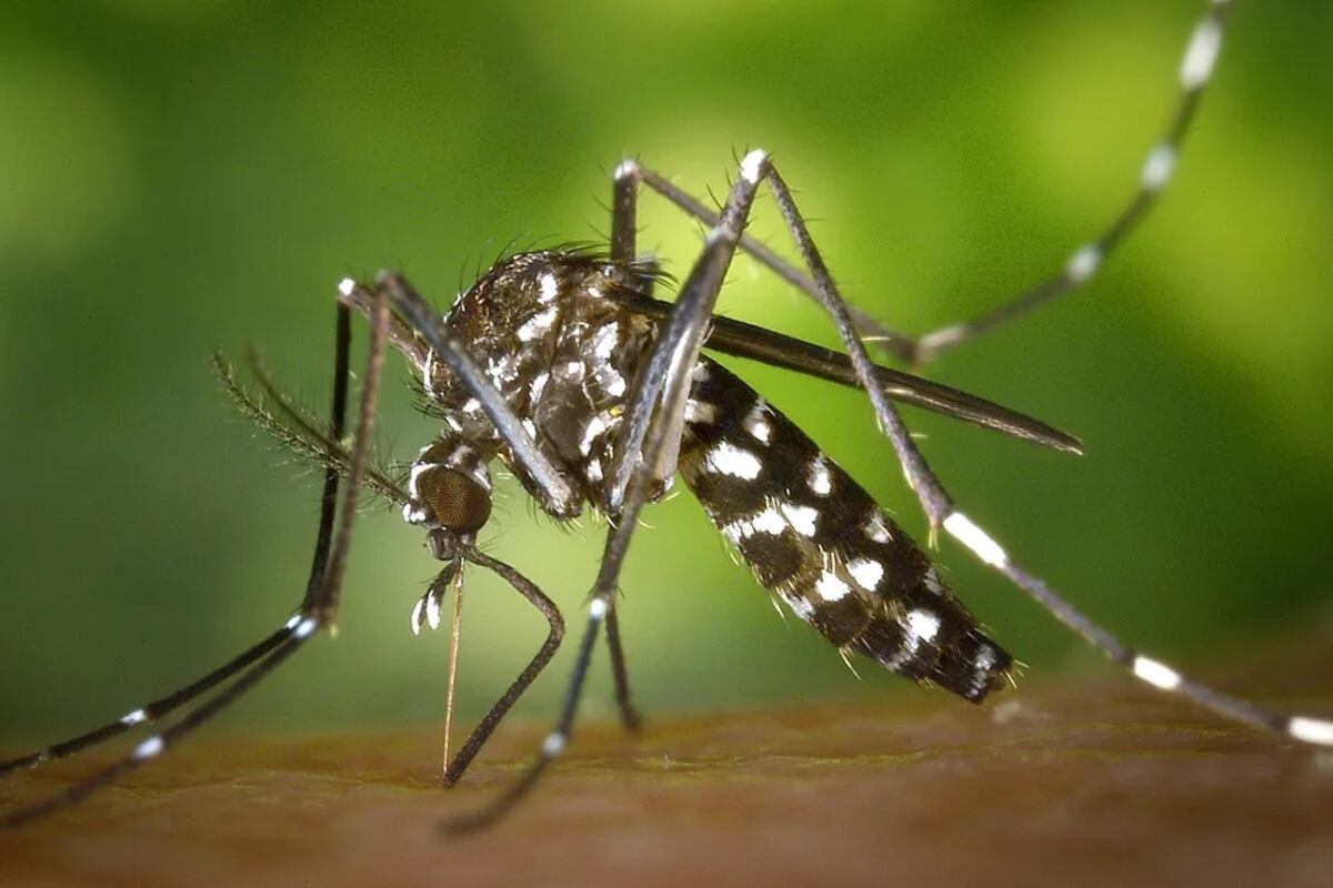 Para evitar la picadura de mosquitos se sugiere utilizar prendas con mangas largas, repelentes, telas mosquiteras en cunas y cochecitos, y evitar estar a la intemperie en las primeras horas de mañana y al atardecer.