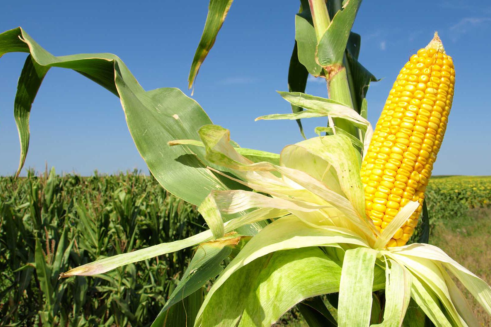 La última campaña del maíz de 48,5 millones de toneladas fue una excelente marca.