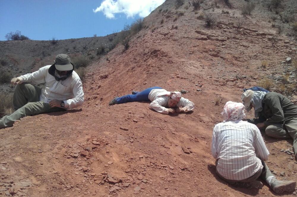 El trabajo de separación de los fósiles del sedimento 