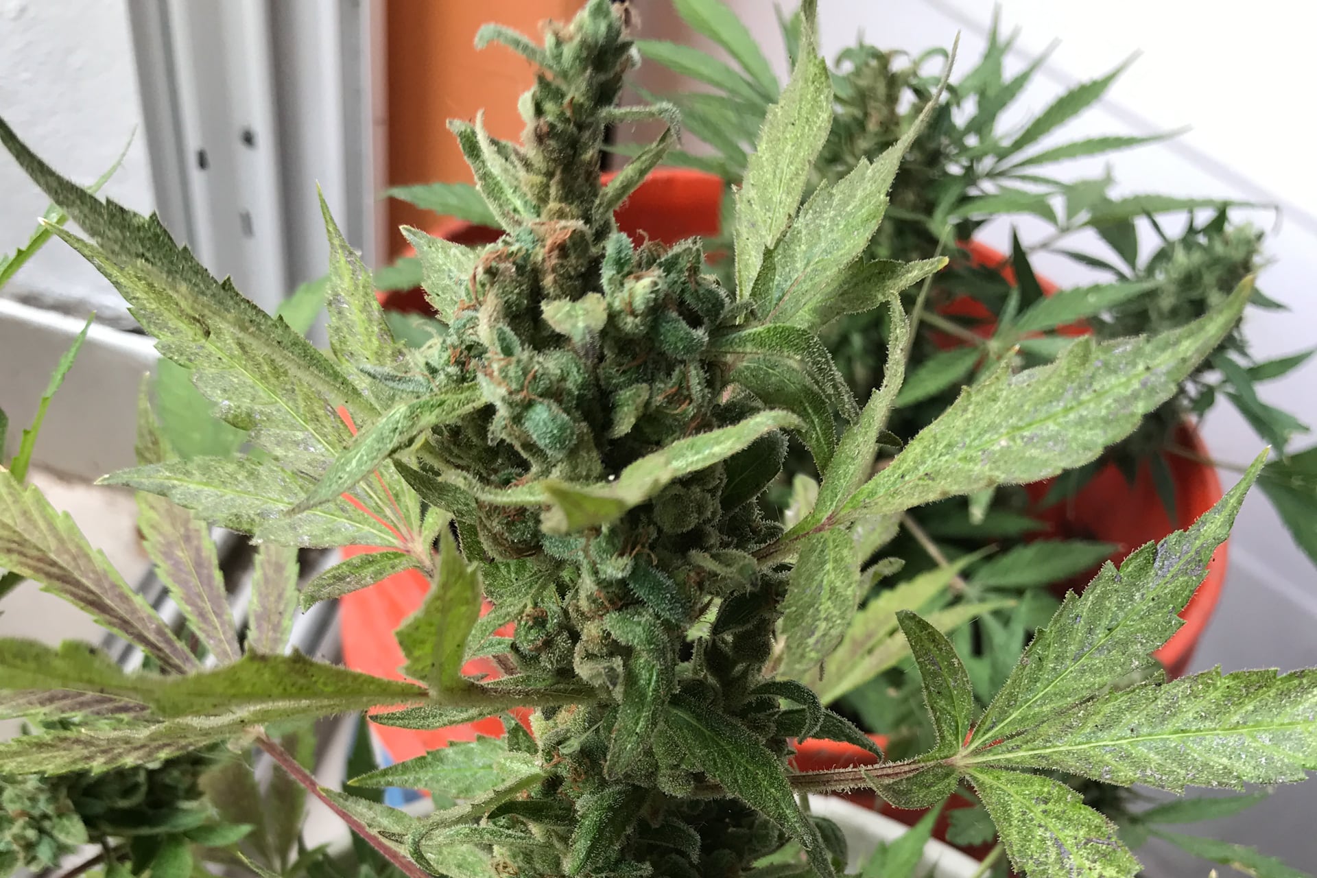 Del fallo Arriola a la Expo Cannabis en La Rural, la marihuana se confirmó como medicina en otra década sin legalización.