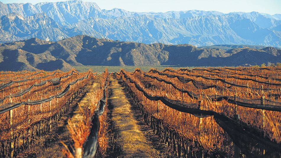 Más de 2000 hectáreas de viñedos, sobre las 7500 que hay en La Rioja, corresponden al torrontés.