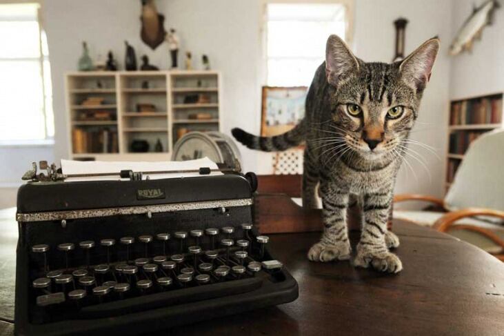 Uno de los gatos mutantes junto a la máquina de escribir de Hemingway. 