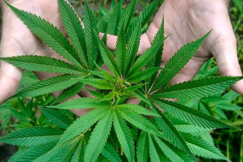 El canabis se consolida como opción lúdica y de relax.