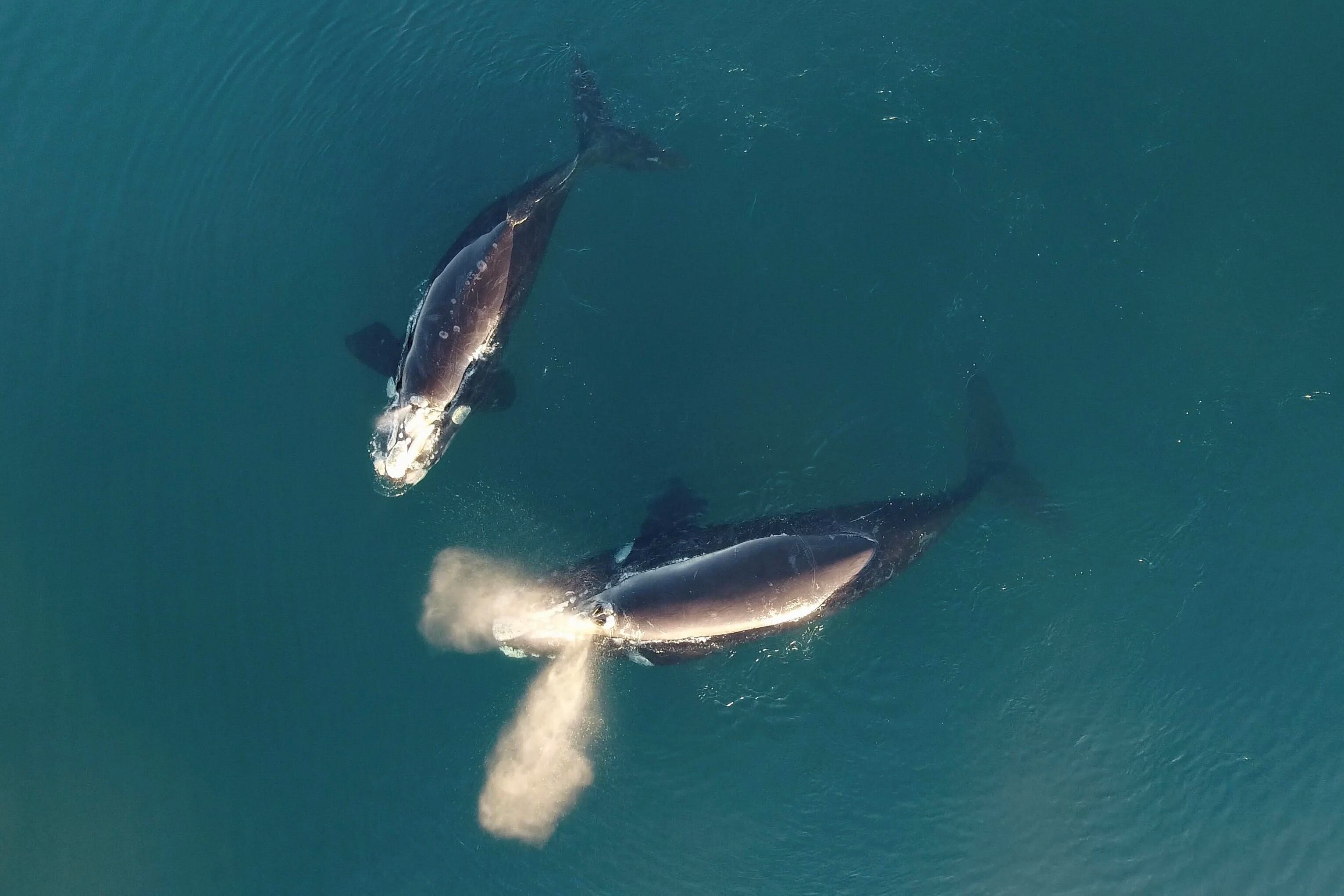 De junio a diciembre hay avistamiento de ballenas en Chubut. Imagen: Télam.