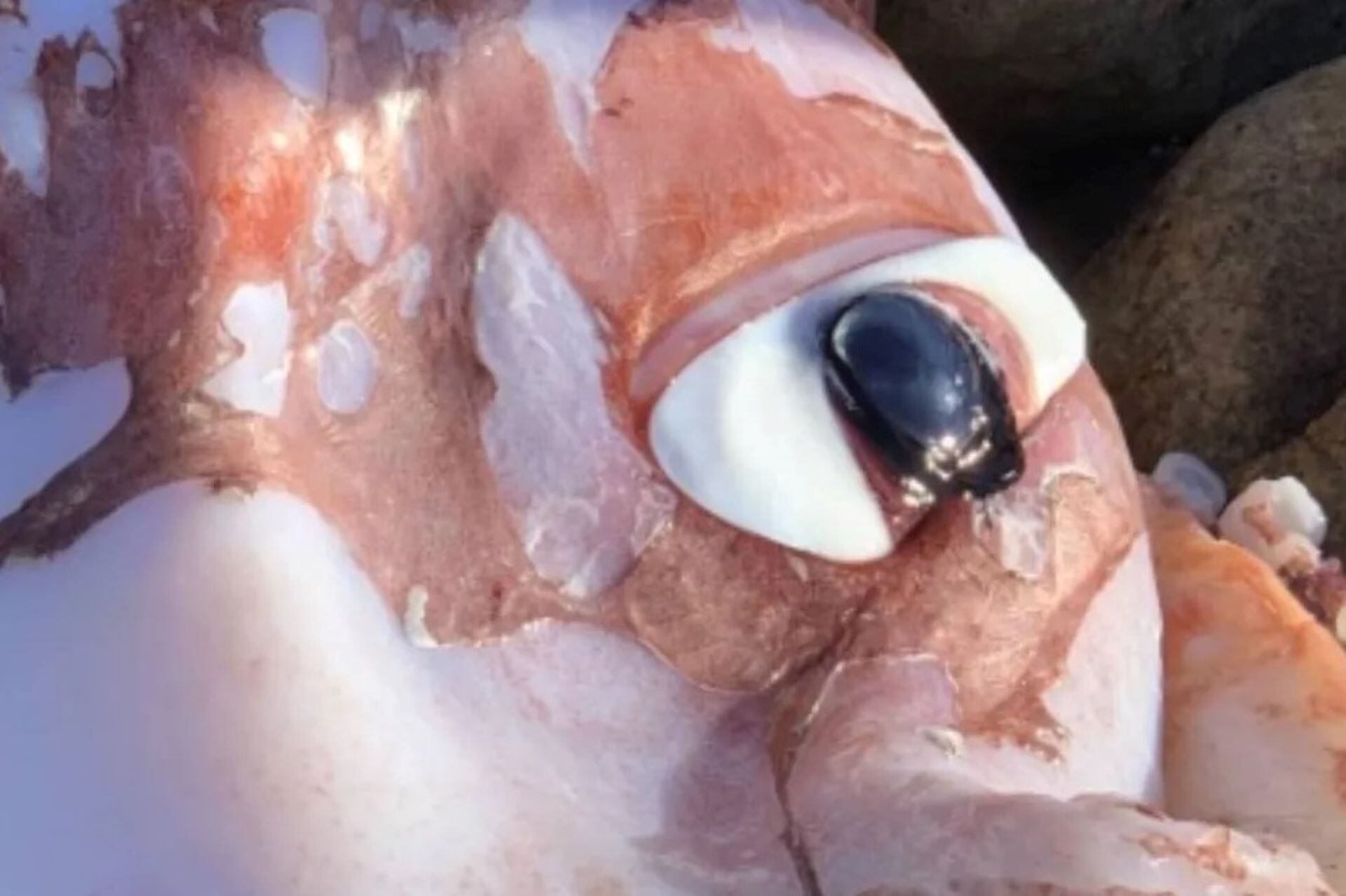 El calamar gigante de un solo ojo fue encontrado en una playa de Ciudad del Cabo, en Sudráfrica. Es el segundo hallazgo de este tipo en lo que va del año, en la misma zona. 