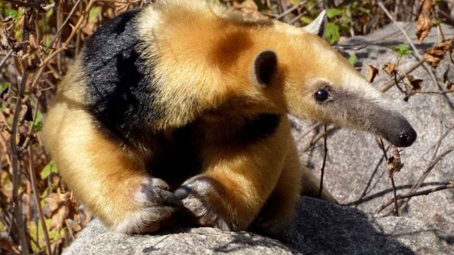 Ejemplar de oso melero.