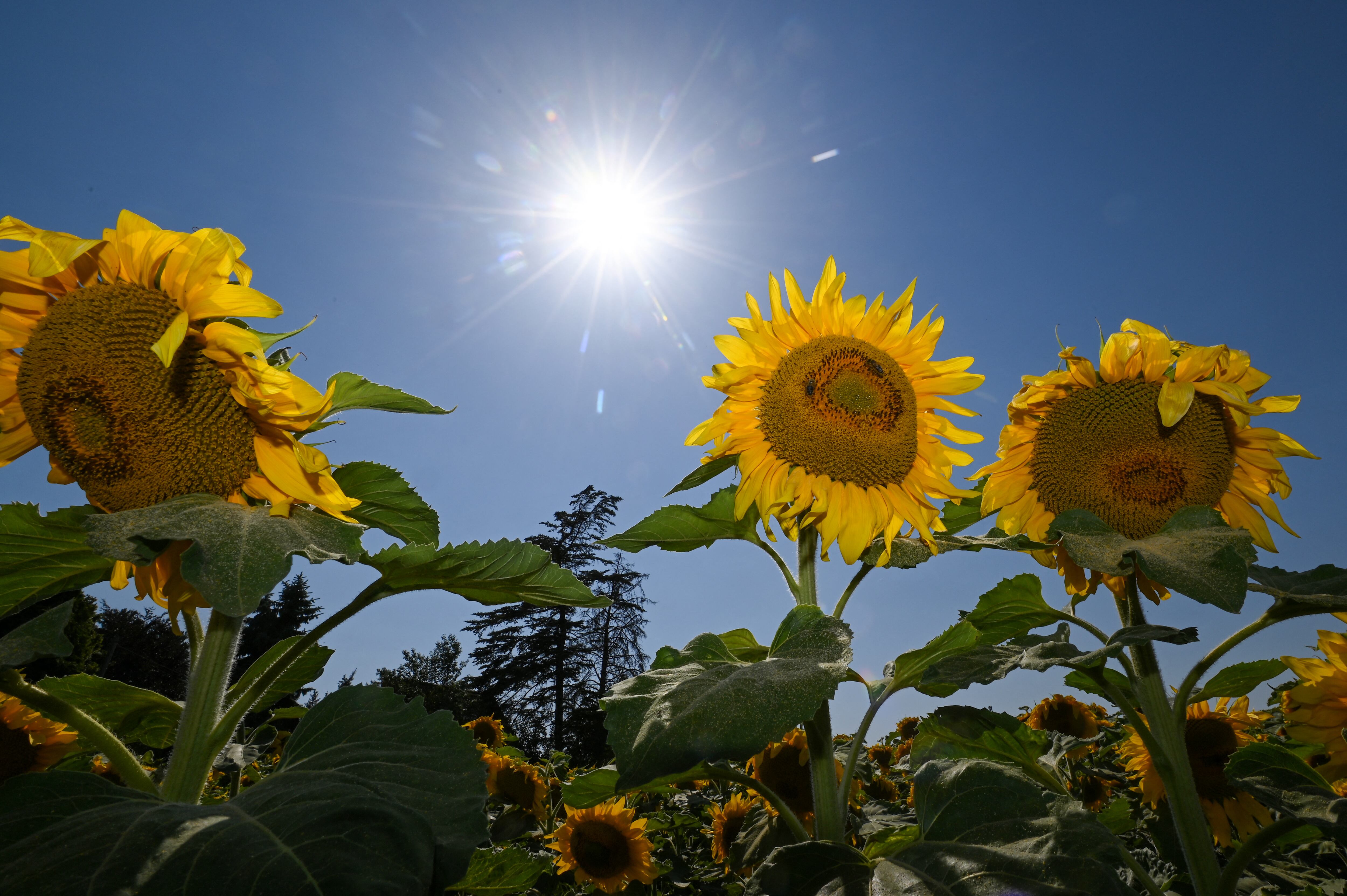 Este año el equinoccio de primavera será en la noche del 22 de septiembre. Imagen: Pixabay.